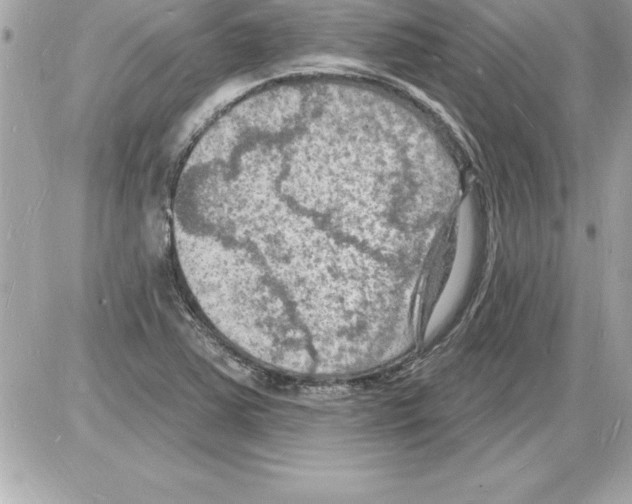 X0000085281363200704092155