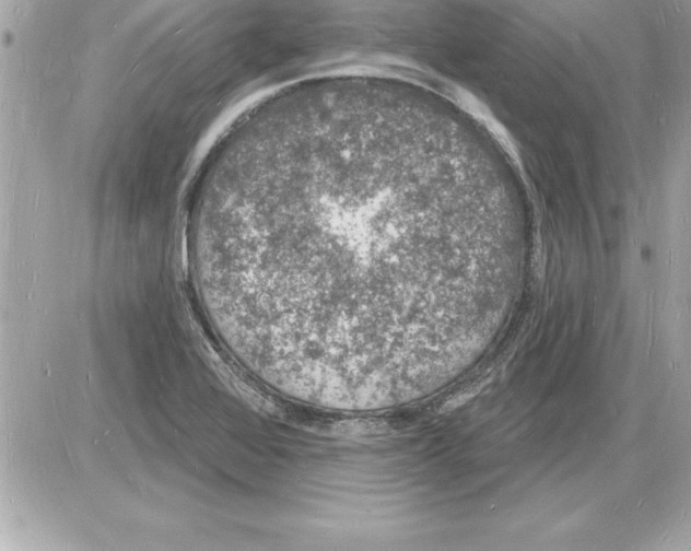 X0000085281368200704092155