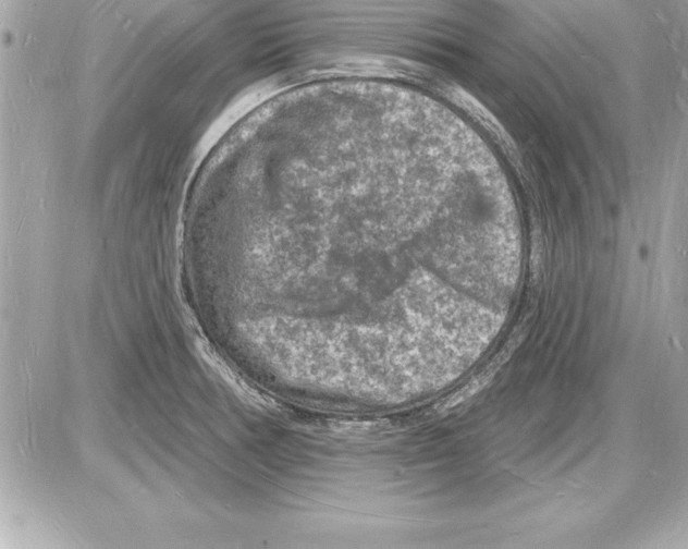 X0000085281378200704092155