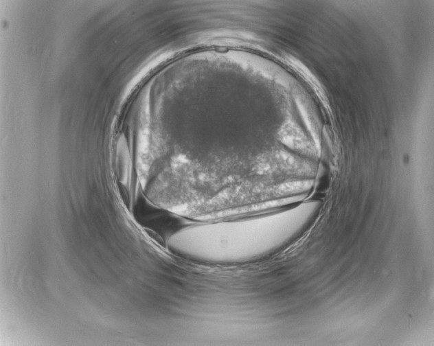 X0000085281384200704092155