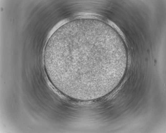 X0000085281386200704092155