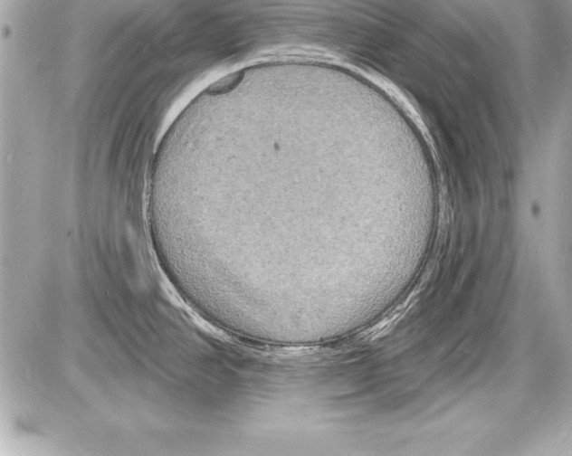 X0000085281390200704092155