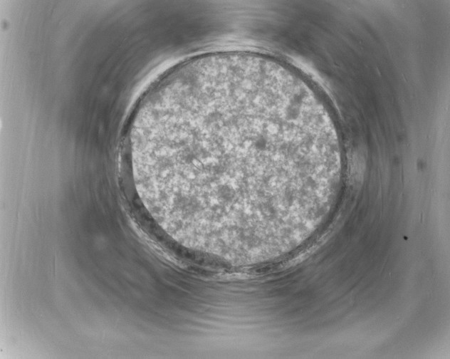 X0000085281415200704092154