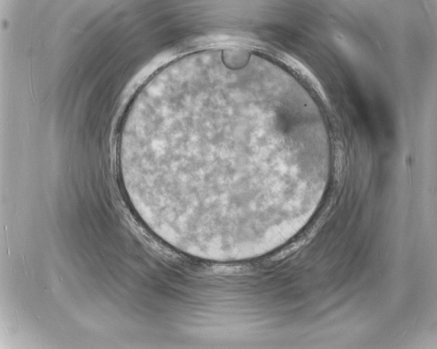 X0000085281419200704092154