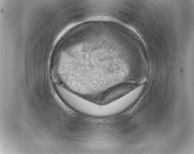 X0000085281422200704092154