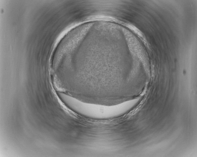 X0000085281430200704092155