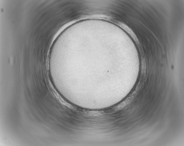 X0000085281436200704092155