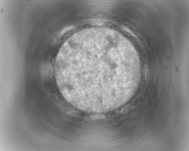 X0000085281446200704092154