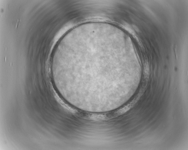 X0000085281466200704092153