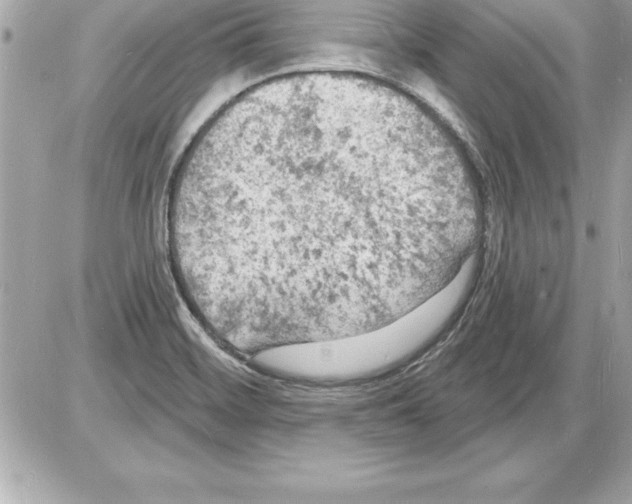 X0000085281468200704092153