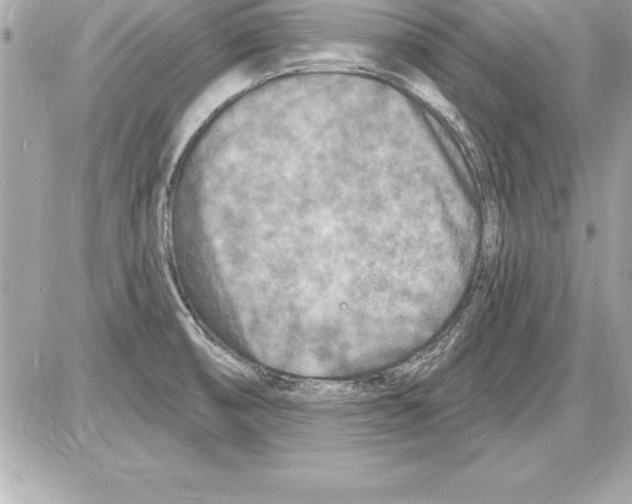 X0000085281474200704092153