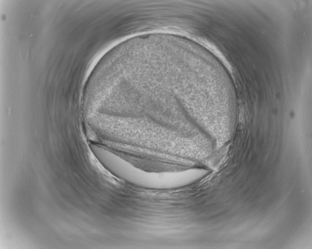 X0000085281532200704092153