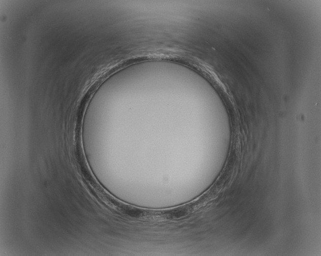X0000085290299200703091101