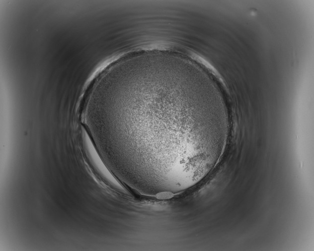 X0000085290978200703091406