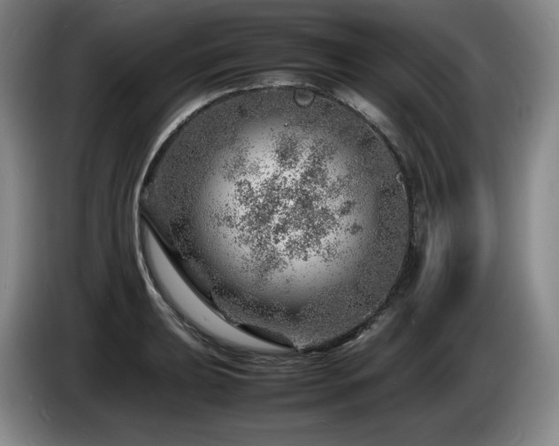 X0000085291039200703091406