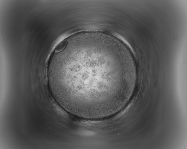 X0000085291075200703091405