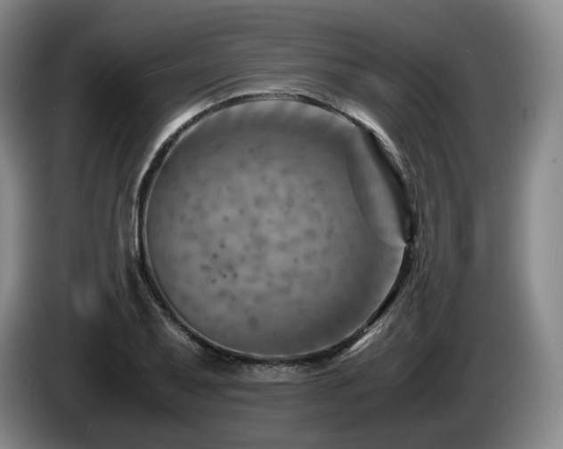 X0000085291079200703091405