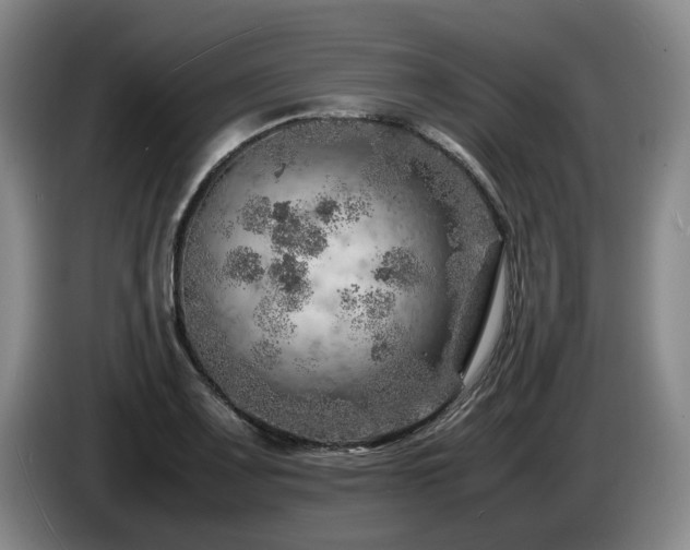 X0000085291083200703091405