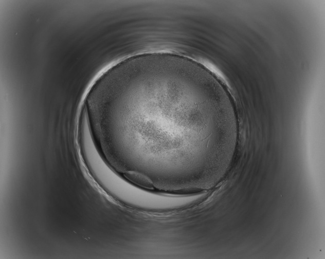 X0000085291088200703091405