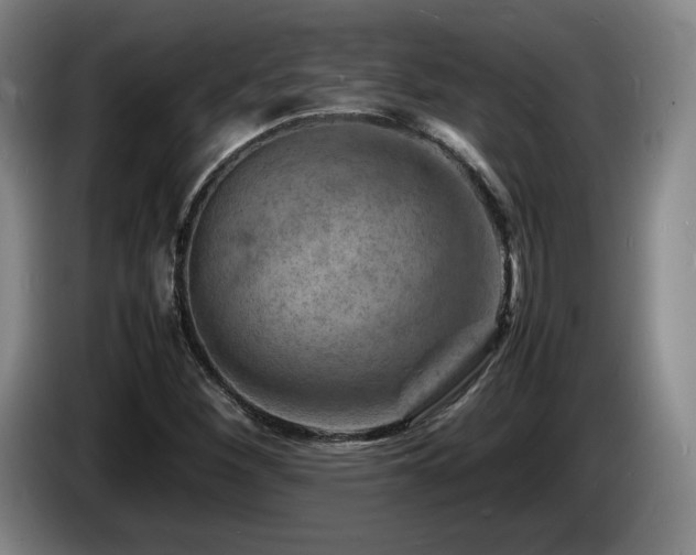 X0000085291260200703091402