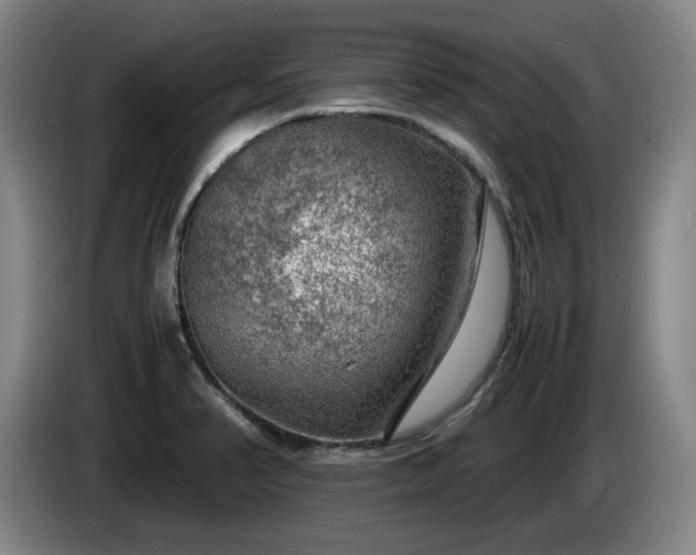 X0000085291374200703091400