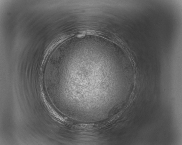 X0000085290049200703161501