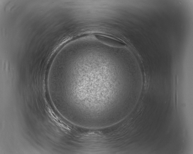 X0000085290386200703161456