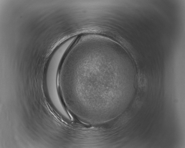 X0000085290434200703161454