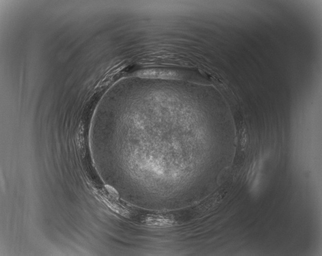 X0000085290559200703161453