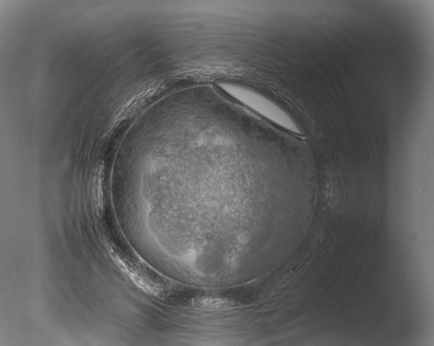 X0000085290590200703161452