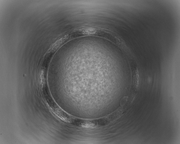 X0000085290598200703161452