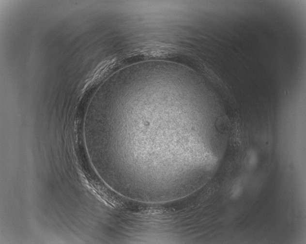 X0000085290738200703161449