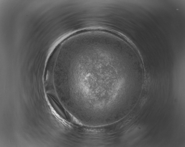 X0000085290951200703161446