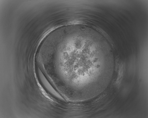 X0000085291039200703161445