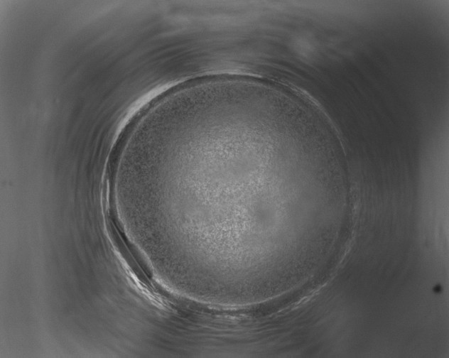 X0000085291125200703161443