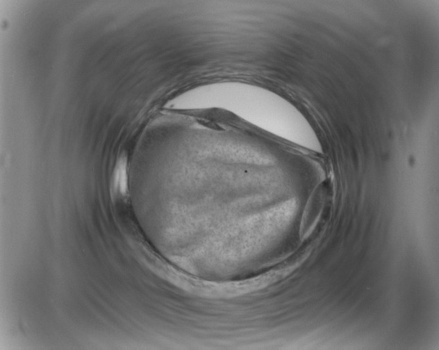 X0000085290046200703231844