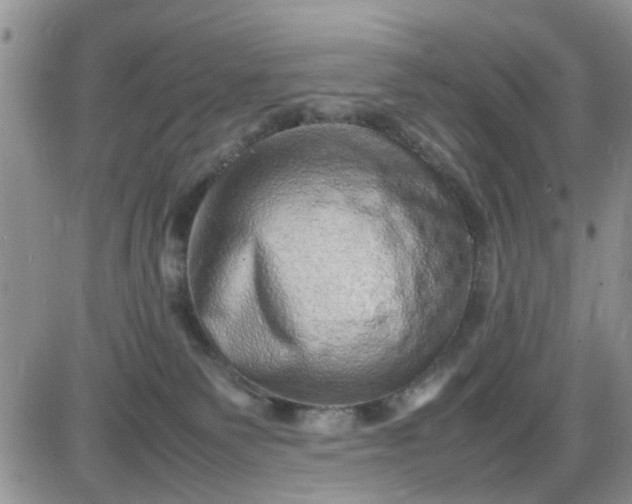 X0000085290135200703231842
