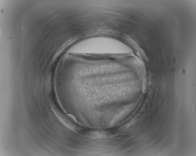 X0000085290250200703231840
