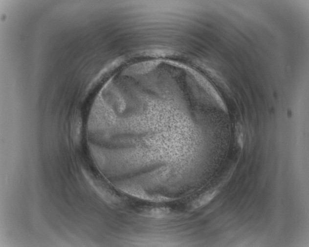 X0000085290304200703231839