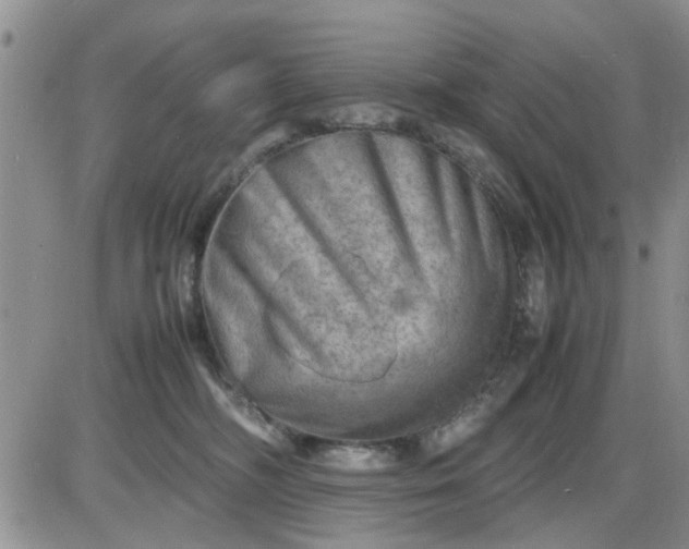 X0000085290326200703231839