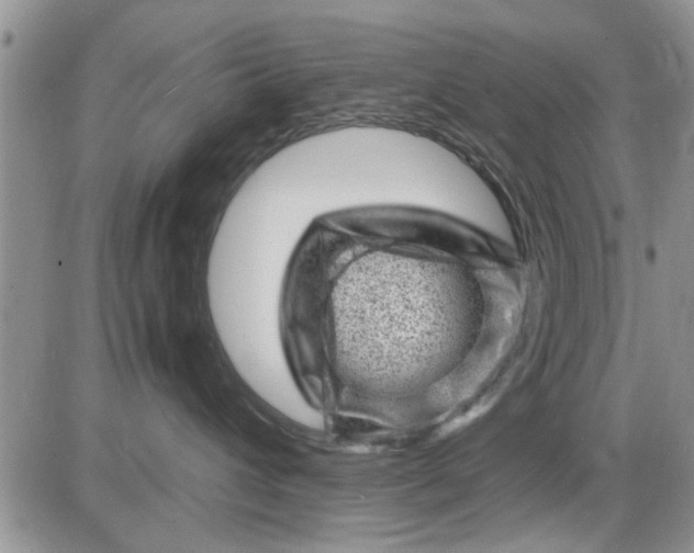 X0000085290432200703231837