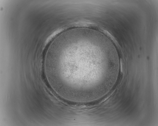 X0000085290675200703231833