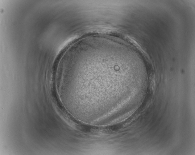 X0000085290679200703231833