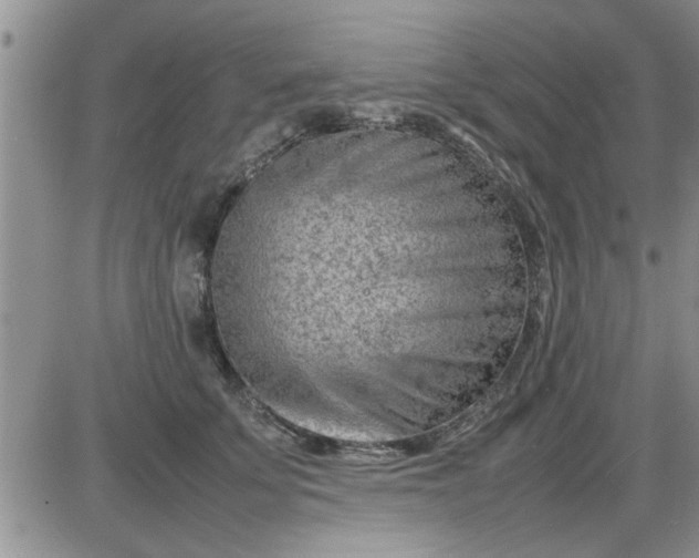 X0000085290707200703231833