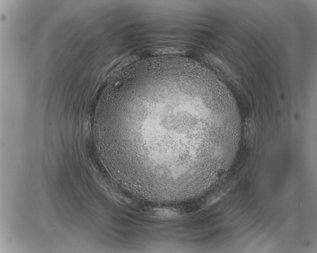 X0000085290741200703231832