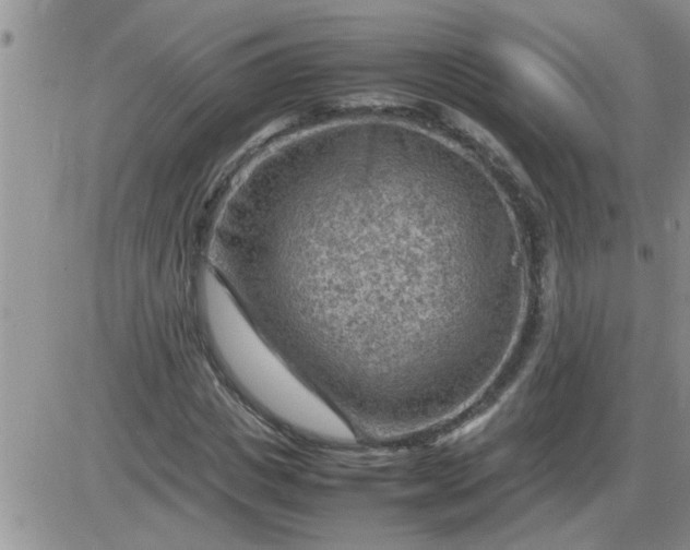 X0000085290825200703231830