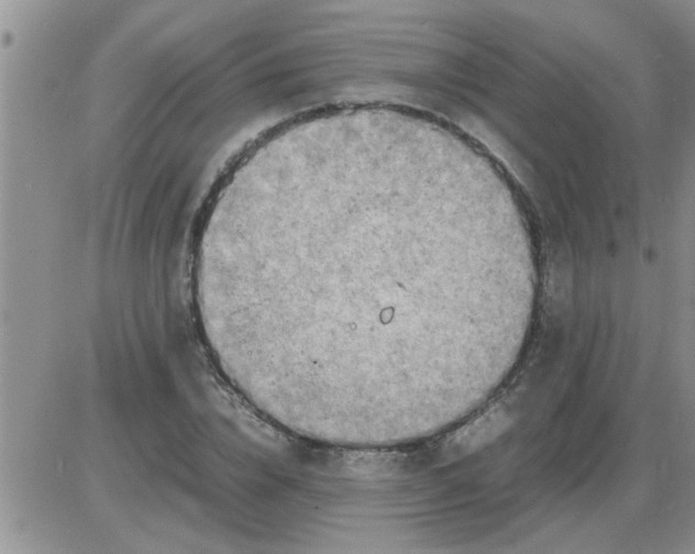 X0000085290832200703231830