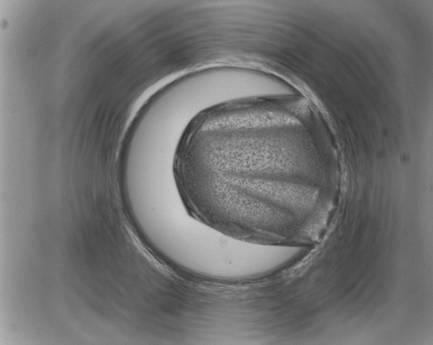 X0000085290838200703231830