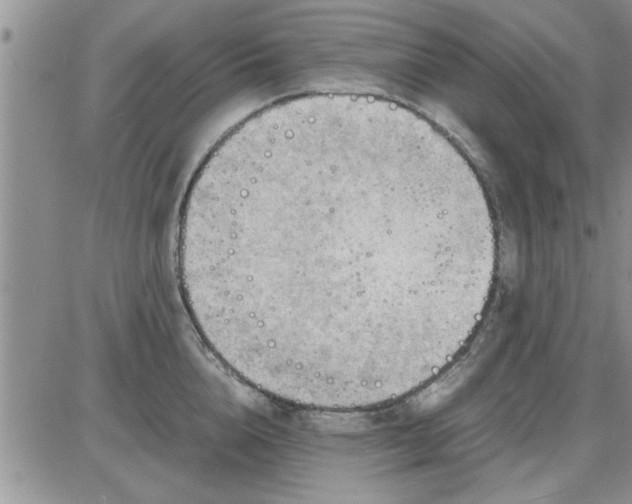 X0000085290856200703231831