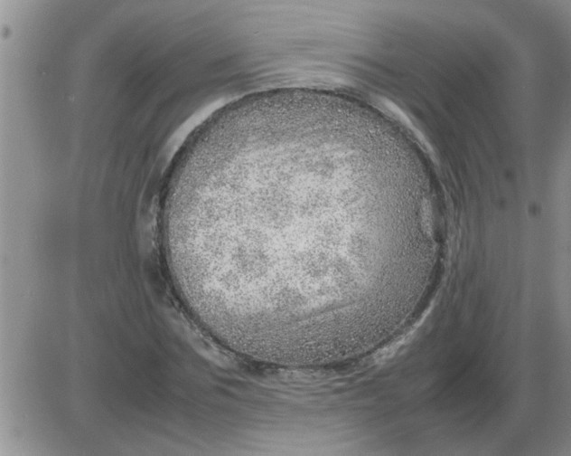 X0000085290875200703231830